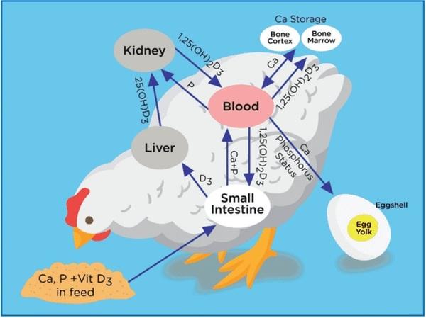 Nutritional strategies to achieve 500 eggs in 100 weeks in high-production layers - Image 24