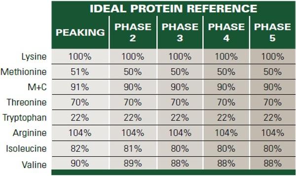 Nutritional strategies to achieve 500 eggs in 100 weeks in high-production layers - Image 16