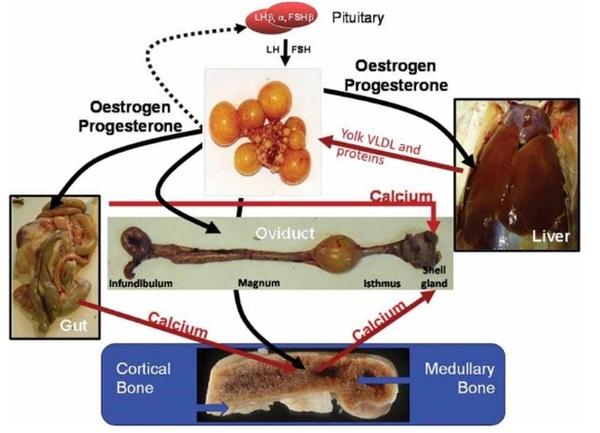 Nutritional strategies to achieve 500 eggs in 100 weeks in high-production layers - Image 23