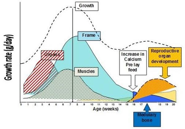 Nutritional strategies to achieve 500 eggs in 100 weeks in high-production layers - Image 5