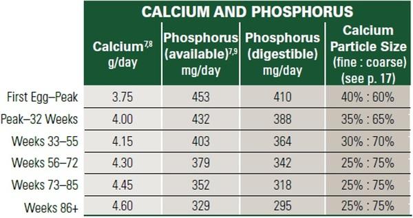 Nutritional strategies to achieve 500 eggs in 100 weeks in high-production layers - Image 15