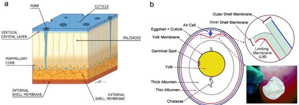 Nutritional strategies to achieve 500 eggs in 100 weeks in high-production layers - Image 26