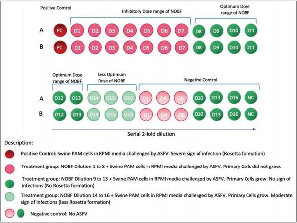 Natural oil blend formulation as an anti-African swine fever virus agent in in vitro primary porcine alveolar macrophage culture - Image 9