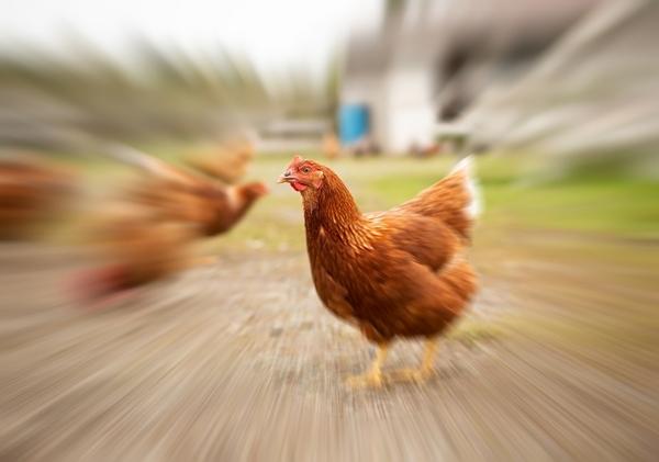 Primun Salmonella E, a new proposal from CALIER in Salmonella prevention in poultry - Image 1