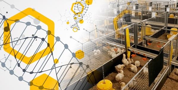 Dietary resin acids for better performance and intestinal immunomodulation – a study with broiler chickens - Image 1