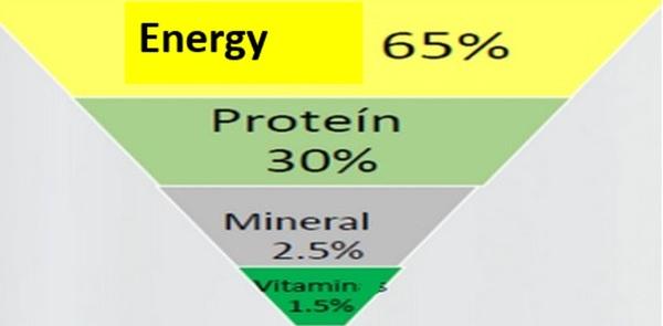 Nutritional requirements of modern broilers - Image 21