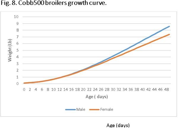 Nutritional requirements of modern broilers - Image 15