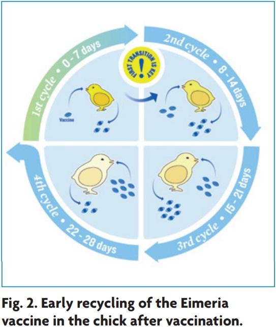 Coccidiosis control in broiler breeders with the use of vaccines: part one - Image 3