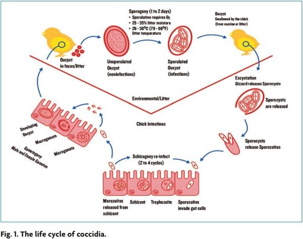 Coccidiosis control in broiler breeders with the use of vaccines: part one - Image 1