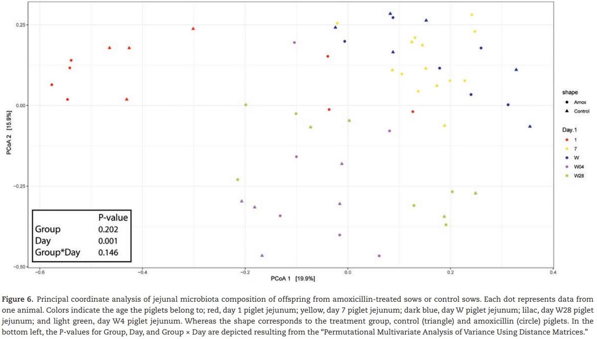 The effect of maternal antibiotic use in sows on intestinal development in offspring - Image 13