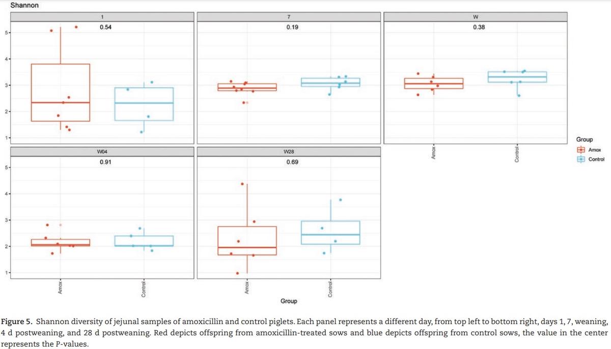 The effect of maternal antibiotic use in sows on intestinal development in offspring - Image 11