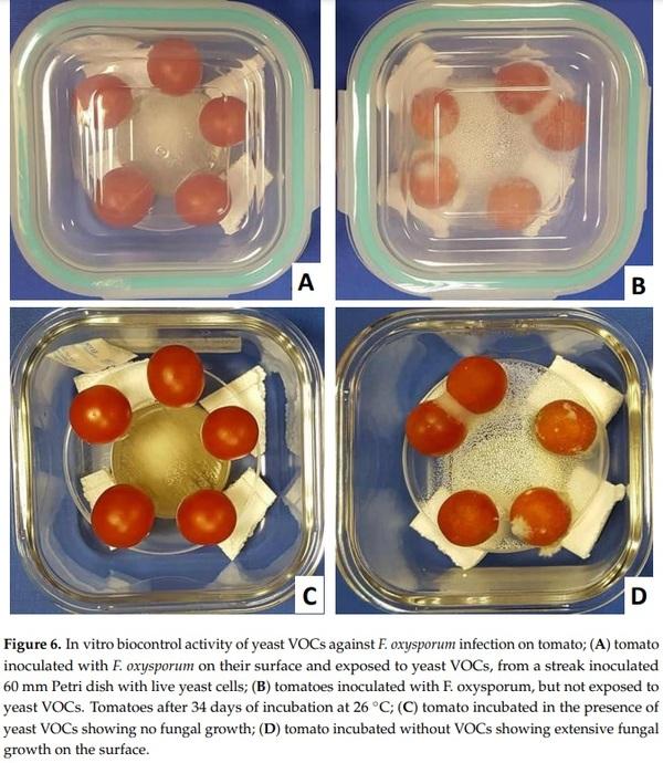Application of Low-Fermenting Yeast Lachancea thermotolerans for the Control of Toxigenic Fungi Aspergillus parasiticus, Penicillium verrucosum and Fusarium graminearum and Their Mycotoxins - Image 7