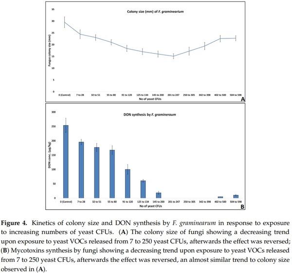 Application of Low-Fermenting Yeast Lachancea thermotolerans for the Control of Toxigenic Fungi Aspergillus parasiticus, Penicillium verrucosum and Fusarium graminearum and Their Mycotoxins - Image 4
