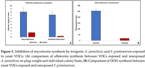 Application of Low-Fermenting Yeast Lachancea thermotolerans for the Control of Toxigenic Fungi Aspergillus parasiticus, Penicillium verrucosum and Fusarium graminearum and Their Mycotoxins - Image 3