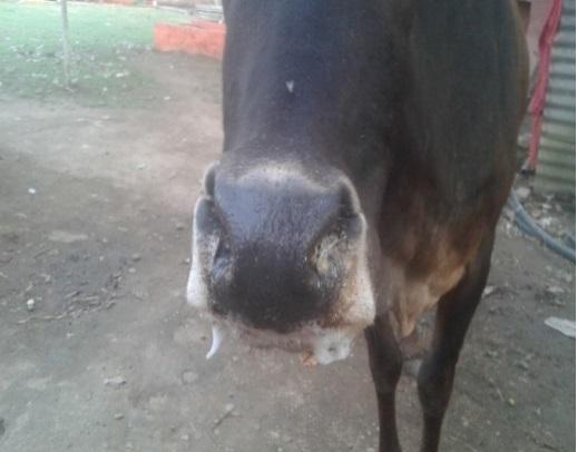 Foot-and-Mouth Disease Outbreak at Bageshwori Gaushala, Chitwan, Nepal - Image 1