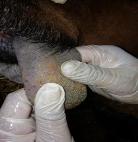 Foot-and-Mouth Disease Outbreak at Bageshwori Gaushala, Chitwan, Nepal - Image 4