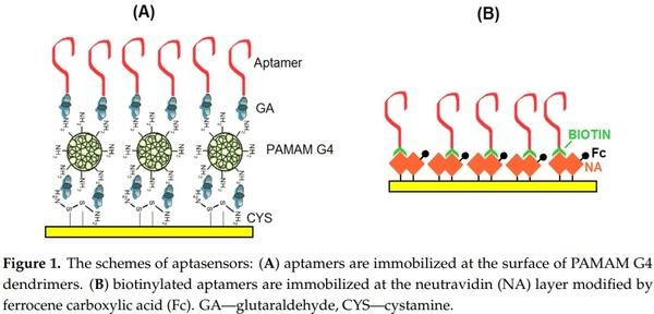 Label-Free and Redox Markers-Based Electrochemical Aptasensors for Aflatoxin M1 Detection - Image 1