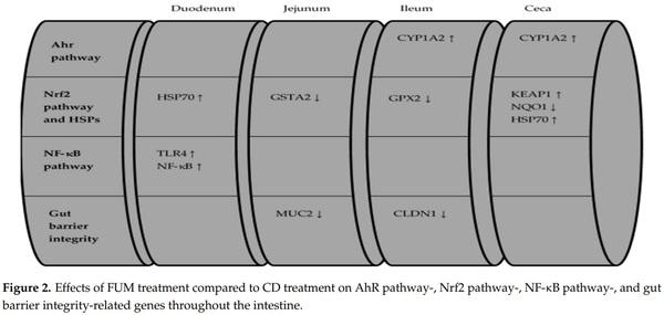 Effects of Deoxynivalenol and Fumonisins on Broiler Gut Cytoprotective Capacity - Image 11