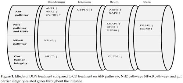 Effects of Deoxynivalenol and Fumonisins on Broiler Gut Cytoprotective Capacity - Image 10