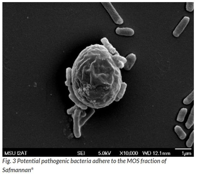 Weaning piglets without zinc oxide - Image 5