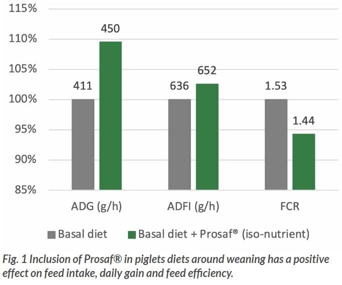 Weaning piglets without zinc oxide - Image 1