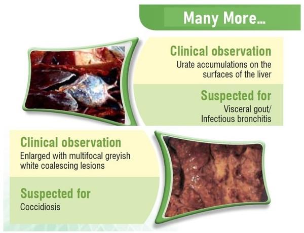 Poultry Liver: An Easy target for all Toxins… But a tough fighter too - Image 7