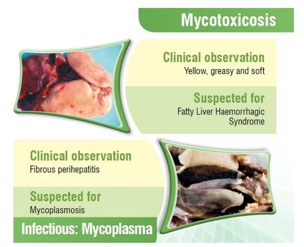 Poultry Liver: An Easy target for all Toxins… But a tough fighter too - Image 3