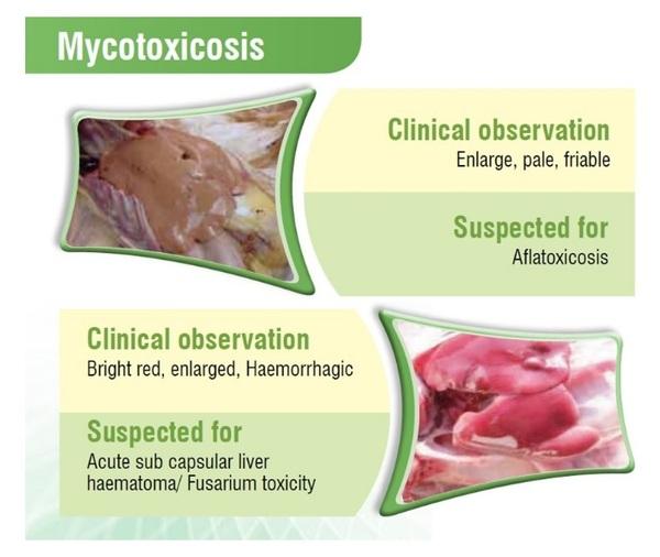 Poultry Liver: An Easy target for all Toxins… But a tough fighter too - Image 2