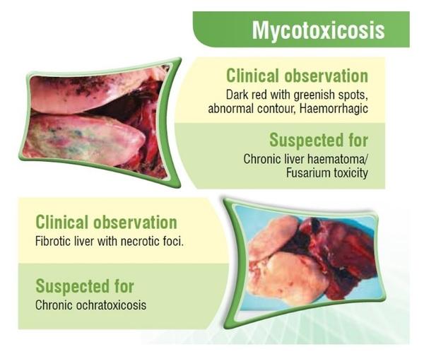 Poultry Liver: An Easy target for all Toxins… But a tough fighter too - Image 1