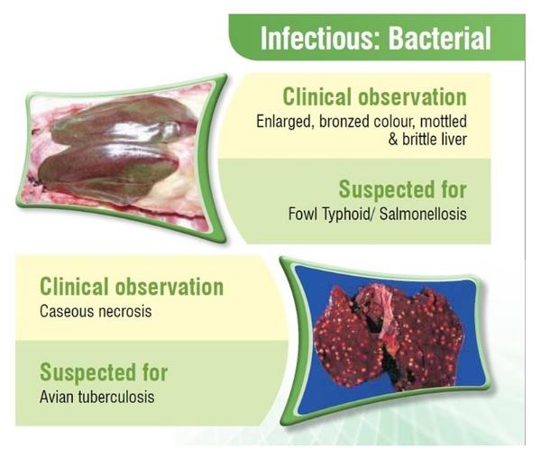 Poultry Liver: An Easy target for all Toxins… But a tough fighter too - Image 5