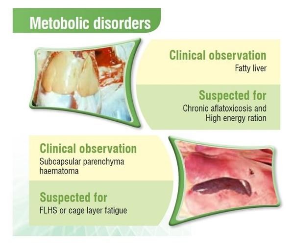 Poultry Liver: An Easy target for all Toxins… But a tough fighter too - Image 4