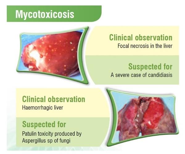 Poultry Liver: An Easy target for all Toxins… But a tough fighter too - Image 2