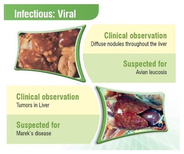 Poultry Liver: An Easy target for all Toxins… But a tough fighter too - Image 6