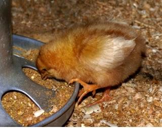 Non-Infectious Leg Health Issues of Poultry - Image 3