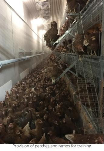 Keel Bone Fractures in Laying Hens - Image 3