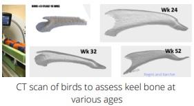 Keel Bone Fractures in Laying Hens - Image 2