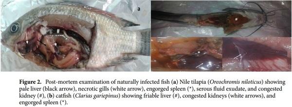 < p> Emerging MDR-Pseudomonas aeruginosa in fish commonly harbor oprL and toxA virulence genes and bla< sub> TEM< /sub> , bla< sub> CTX-M< /sub> , and tetA antibiotic-resistance genes< /p> - Image 3