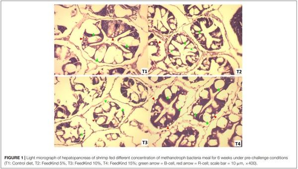 Effects of a Single Cell Protein (Methylococcus capsulatus, Bath) in Pacific White Shrimp (Penaeus vannamei) Diet on Growth Performance, Survival Rate and Resistance to Vibrio parahaemolyticus, the Causative Agent of Acute Hepatopancreatic Necrosis Disease - Image 6