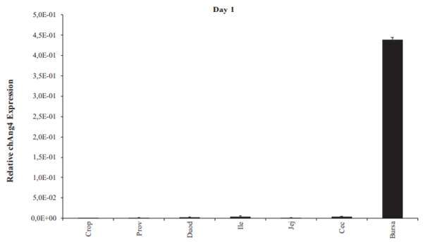 Figure 3. Relative expression of chAng4 in the gastrointestinal tract of day-old broiler chickens. chAng4 gene expression was normalized to that of the housekeeping gene. Bars represent means 6 SEM (n 5 5). Abbreviations: Prov, proventriculus; Duod, duodenum; Ile, ileum; Jej, jejunum; Cec, cecum.