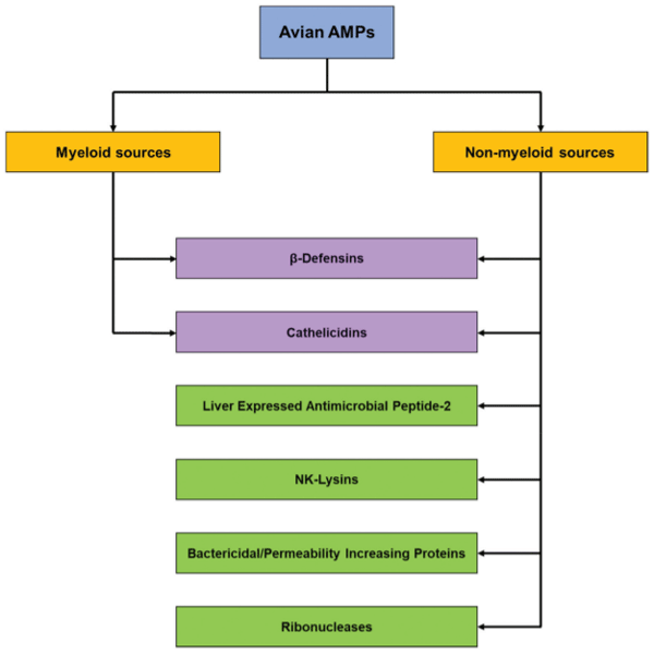 Figure 2. The major classes of avian AMP found in the GI tract.