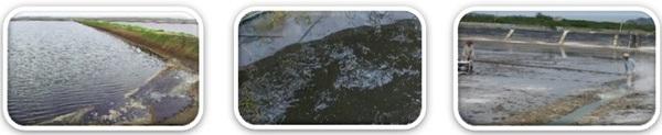Importances of Photosynthesis Bacteria in Pond Management and Health Performances in Aquaculture - Image 3