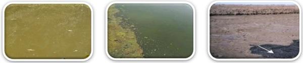 Importances of Photosynthesis Bacteria in Pond Management and Health Performances in Aquaculture - Image 2