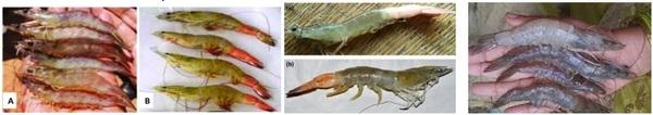 Emerging Skeletal Muscle Necrosis Diseases in Vannamei Shrimp (Litopenaeus vannamei) - Image 1