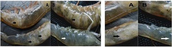 Emerging Skeletal Muscle Necrosis Diseases in Vannamei Shrimp (Litopenaeus vannamei) - Image 3