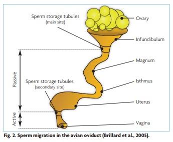 Feeding the breeder hen for quality hatching eggs - Image 1