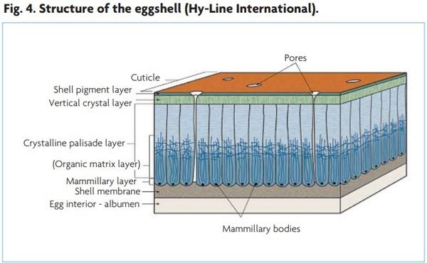 Feeding the breeder hen for quality hatching eggs - Image 2