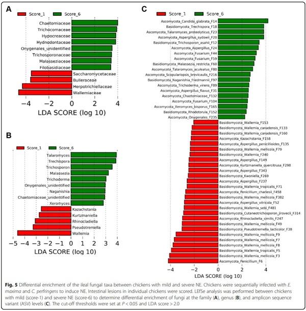 Perturbations of the ileal mycobiota by necrotic enteritis in broiler chickens - Image 5