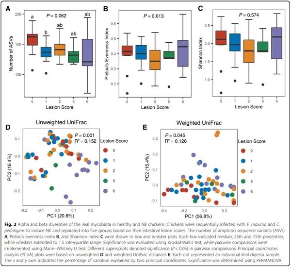 Perturbations of the ileal mycobiota by necrotic enteritis in broiler chickens - Image 2