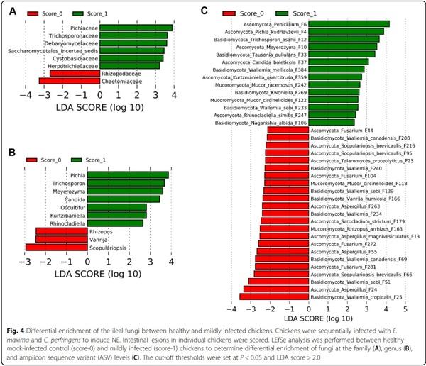 Perturbations of the ileal mycobiota by necrotic enteritis in broiler chickens - Image 4