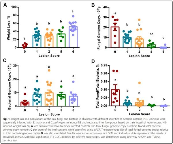 Perturbations of the ileal mycobiota by necrotic enteritis in broiler chickens - Image 1